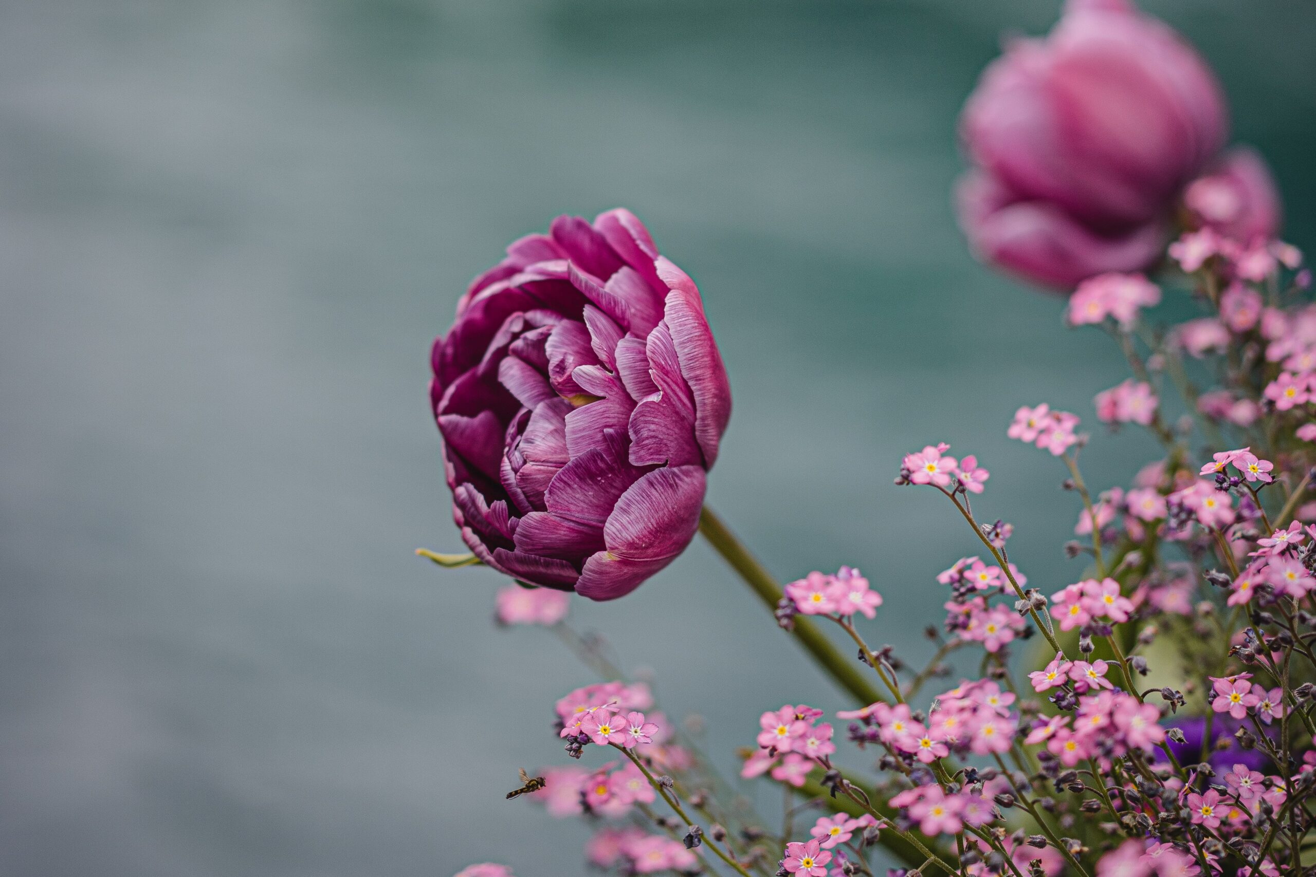 RAJIN BERSHALAWAT BANYAK MANFAAT